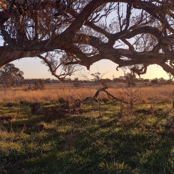 Mulanggari Grasslands Nature Reserve, Gungahlin, with a tree in the foreground on the left which has a long and thick branch overarching all the way to the right, with short and green grass underneath, with yellowing grass extending into yellowing trees into the distance, with the pastel sky chequered by the foreground branch and by the setting sun which is blocked by part of the branch
