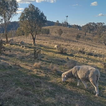 Goorooyarroo Nature Reserve, Throsby, with a wooly sheep leaning down to mnch on grass in the foreground on the right hand side, with an occasional sheep spread through the open field leading into the distance, with short trees on the left filtering the light from the left to the right, with an in-shadow hill in the distance in part covering an otherwise blue sky which has sporadic small clouds