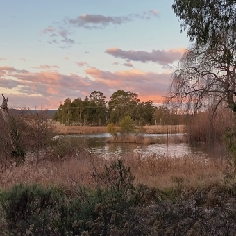 Jerrabomberra Wetlands Nature Reserve, Fyshwick, with a sunset out of view colouring the mashed-potato clouds near the horizon pink and purple while the sky behind is pastel yellow to pastel blue, with darkened shrubs in the foreground leading to yellowed grasses then to a narrow to wide river, with the other bank having open fields and powerpoles, with branches of a gum tree hanging over the right of the picture