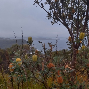Captain Cook Lookout, Copacabana, with two banksia bushes in the foreground which are covered in yellow and orange flowers, with other assorted green foliage quickly descending towards the ocean and the next headland which is partially hidden behind the banksias, with the next headland much further away decreasing in visibility because of the rain, with the headland beyond that practically hidden behind the mists of rain
