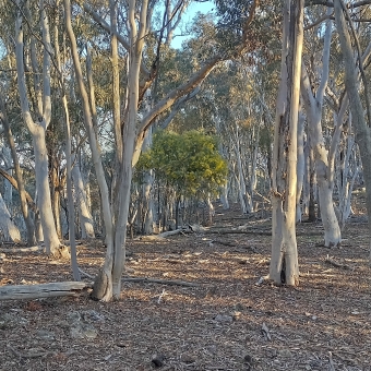 Mulligans Flat Nature Reserve, with a small circular ball of a wattle tree in the exact centres which is dotted with bright yellow flowers and bright green leaves, with everything else surrounding in various shades of grey which includes the gum tree trunks and the leaf litter and mulch under-foot, with the peakings of a blue sky above