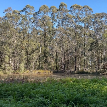 Water Runoff From Sarahs Crescent, King Creek, with bright green ferns in the immediate foreground which lead to a small reservoir of still water which is surrounded on all other sides with tall and straight gum trees, with clear blue sky visible through the tallest leaves of the gum trees