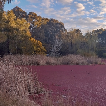 Pink Lake, Bruce, with a corner of the lake at the bottom of the picture which is covered in little pink ferns which looks like a carpet, with yellowing reeds around the edge of the lake with a wattle and gum trees blocking the horizon, with a chequered blue and white sky above