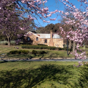Blundells Cottage, Parkes, with a mid-1800s stone cottage which has small windows and a chimney on the visible side, with green grass leading up to its edge from all visible sides, with a clear blue sky behind it which is masked by pink cherry blossoms framing the picture