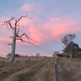 Significant Magenta, Taylor, with a fence dividing grasslands on the left and a wooded area on the right which both head up the hill, with a singular dead tree on the left side which is seemingly framed by a large vibrantly pink cloud in an otherwise pastel blue sky
