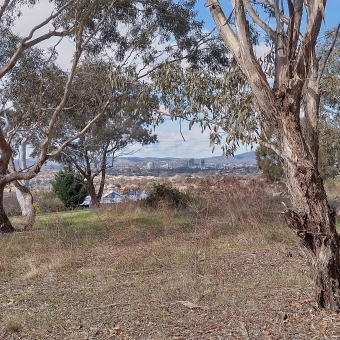 Gungahlin Town Centre, Kubbadand Street Park, Ngunnawal, with thick-bark gum trees to the left and right of the picture in the foreground, with the hill rolling down into the ditance which hides some houses, with half a dozen or so high-rises in the middle distance in the centre of the picture, with blue sky dotted with fluffy clouds behind the leaves of the foreground trees