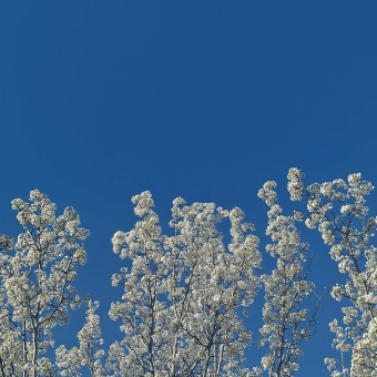 Cherry Pear Tree, Ngunnawal, with many branches extending from the bottom of the picture which are all covered in white flowers so there are no green leaves, with a pristine blue in the background