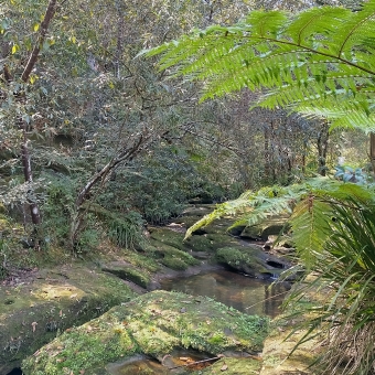 Zig Zag Creek, Thornleigh, with a green fern in the immediate foreground which covers the view of the creek into the distance, with moss-covered rocks below, with a mess of branches and trees on the opposite side of the bank which arch over the creek and the rest of the image
