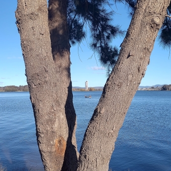 Lake Burley Griffin, Parkes, with a tree with a split trunk making a perfect 'V' in the immediate foreground, with a dinghy with two fisherman right in between the split trunk, with the National Carillon behind the fishing boat also right in between the split trunk, with clearest blue sky reflected in the water of Lake Burley Griffin