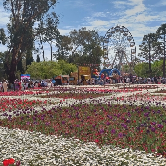 Floriade, Commonwealth Park, Canberra, with a patchwork of magenta, red and white tulips in the immediate foreground at the bottom of the picture, with a walkway dotted heavily with people blending in to the food stalls behind them, with a line of tall trees behind all that which has a gap in the middle right which has a ferris wheel snugly fit which reaches the same height as the trees;