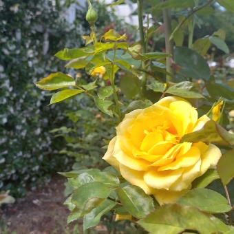 Unnamed Rose, Wahroonga Park, Wahroonga, with a yellow rose in the immediate foreground which is also the only thing in proper focus alongside the stem it is attached to, with climbing jasmin covering a wall in the background