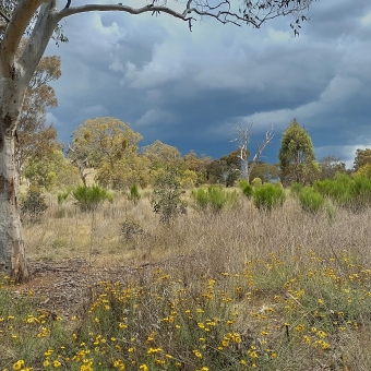 Goorooyarroo Nature Reserve, Throsby, with yellow wildflowers covering the foreground which seem to turn into grasses then shrubs then trees the further away you look, with a large overhanging tree in the foreground which frames the picture, with frightening storm clouds rolling over the sky seemingly towards the camera