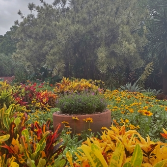 A Multitude Of Colour, City Botanic Gardens, Brisbane City, with a multitude of yellow and red leafs carpeting below a voluminour khaki-green tree and grey clouds