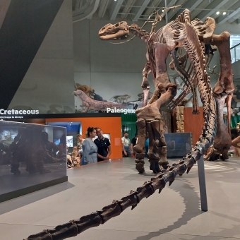 Skeletal T-Rex, DInosaur Museum, South Brisbane, with a skeleton of a dinosaur facing away in the foreground, with a large room filled with many people filling the rest of the image