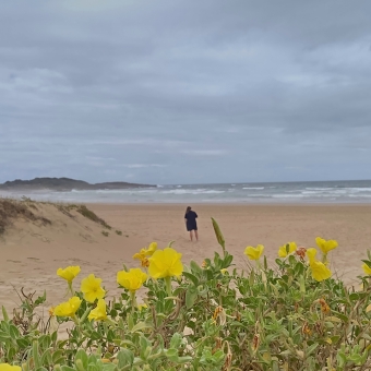 Floral Oversight, Birubi Beach, Anna Bay, withyellow flowers on green bushes in the foreground below, a lone person in the centre of the frame standing in the middle of the vast and sandy beach, with turquoise waves in the distance, with a grey sky above