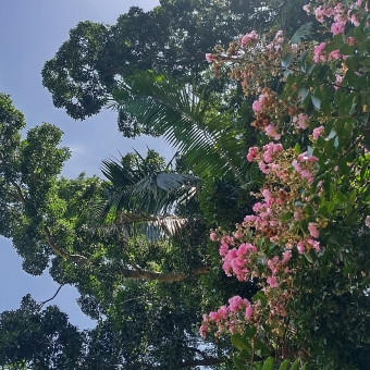 Floral Highlights, Brennan Park, Wollstonecraft, with small pink flowers still on the branch in the foregorund to the right of the image, with ferns centre image and slightly behind the pink flowers, with a large diciduous tree behind that and to the left of the image which is also in front of a clear blue sky