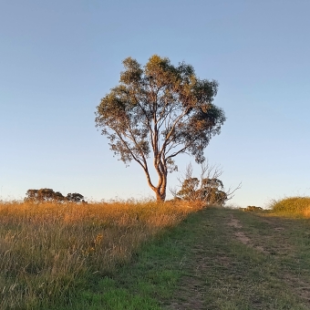 Atop The Hill, Hill Reserve, Ngunnawal, with a singular large gum tree atop the ridge of a hill which has green and yellowing grass leading up it, with clear blue sky behind it