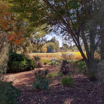 Tranquil Garden, Sutton Village Gardens, Sutton, with small flowering shrubs mulched and manicured, and trees framing a field in the distance