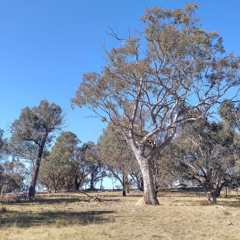 Outstanding Tree, Mulligans Flat Nature Reserve, Forde, with a large gum tree in the centre frame, and yellowing grass leading to lower trees in the medium distance