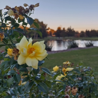 Floral Sunset, Gungahlin Lakes Golf Club, Nicholls, with a yellow flower front and centre and a manicured lawn leading to a lake and glowing sunset through blue sky