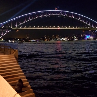 Benny the Seal Eyes The Bridge, Bennelong Point, with a seal on steps from the Opera House descending into the water, with the Sydney Harbour Bridge in the background