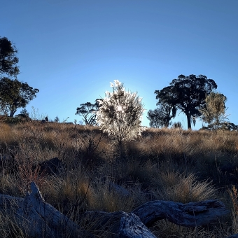 Ethereal Bush, Jacka Bushland, with a small shrub in the centre with the sun behind it giving the illusion of it glowing, with lower shrubland surrounding it leading up a couple of gum trees in the back