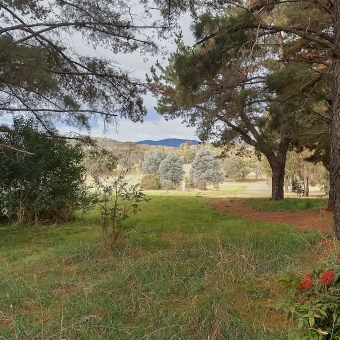 Framed View, Giralang Pines, Giralang, with a low-rising mountain framed by trees and grasses in the foreground