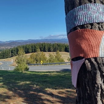 The Scenic Drive View, with one tree trunk with knitted scarf in the foreground looking over a winding road which descends into a think pine forest