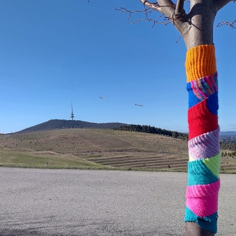 Kites, Stripe, Telstra Tower, National Arboretum, with one tree trunk in the foreground fully covered by a knitted scarf, with multicoloured kites in the midground, with Telstra Tower atop Black Mountain in the background