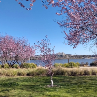 Blossoms near Blundells Cottage, Parkes, with pink cherry blossom trees over grass in the foreground, with Lake Burley Griffin and Parliament House and the National Portrait Gallery in the distance, with a brilliant blue sky