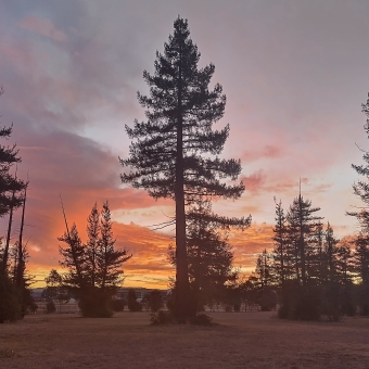 Sunset over Pialligo Redwood Forest, Pialligo, with one large pine tree centre-frame and other pine trees further in the distance all silhouetted against a bright-glowing sunset of red and orange and yellow clouds