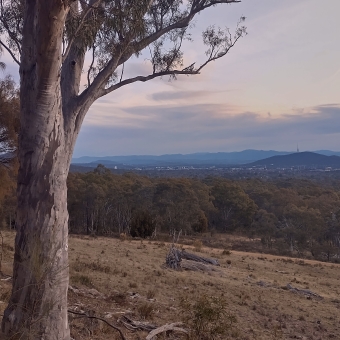 Canberra Basin from Mount Majura Nature Reserve, with all of northern Canberra in a distant valley, with trees leading up to the foreground, with pastel clouds overhead, with a gum tree trunk in the immediate foreground