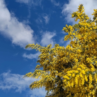 Wattle and Sky, Gungahlin Valley Pond, Gungahlin, with a wattle tree covered in yellow flowers against a slightly cloudy but otherwise blue sky