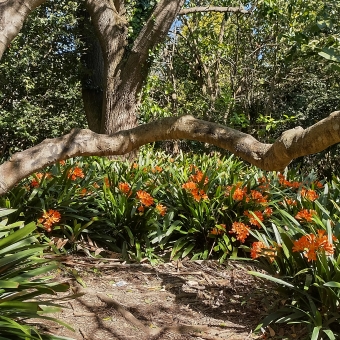 Flowers in Wahroonga Park, Wahroonga, with orange flowers in the shade of many trees overhead and out of frame, with a branch going sideways across the frame