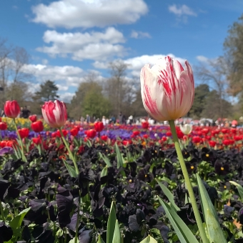 Floraide Tulip Clouds, with a lone tulip on the foreground which is white with highlights of pink which seems to blur the lines between the clouds above and the tulip itself, with a field of tulips in the out of focus background