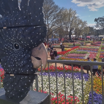 Floriade Cocky Overseer, with a sculpted cockatoo in the foreground side-facing the field of tulips which is over the balcony railing below