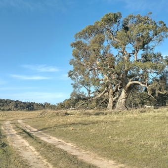 Meandering within Taylor Conservation Area, Taylor, with a track worn by car wheels in centre image circling past a large gun tree, with low grasses and occasional trees as far as the eye can see