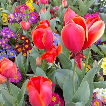 Floriade Mixed Flowers, with red tulips standing taller and closer to the camera with multicoloured flowers below the tulips amongst much green leafage, ruffage, and foliage