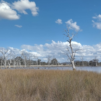 Mulligans Flat Nature Reserve, Throsby, with thick spindly grass in the front leading to a dam with many dead trees, with mashed potato clouds on the horizon in an otherwise blue sky