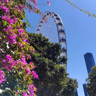 The Wheel of Brisbane, South Brisbane, with magenta flowers on a shrub in the foreground on the left, with a large white ferris when in the centre and middle ground, with high rises in the distance on the right against blue sky