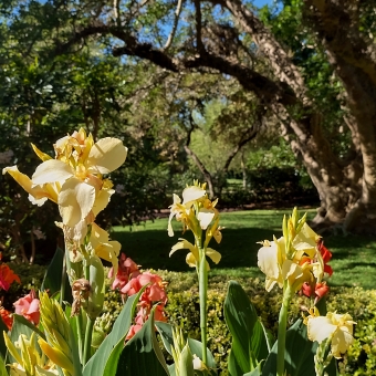 City Botanic Gardens, Brisbane City, with three yellow flowers against a blurry background of grass beneath an oak tree