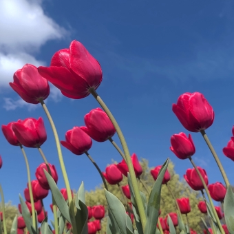 Floriade Tall Tulips, Commonwealth Park, with red tulips standing tall against a blue sky