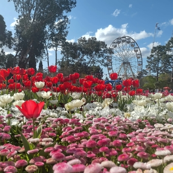 Floriade Ferris Field View, Commonwealth Park, with red and white tulips in their flower bed and a ferris wheel in the background