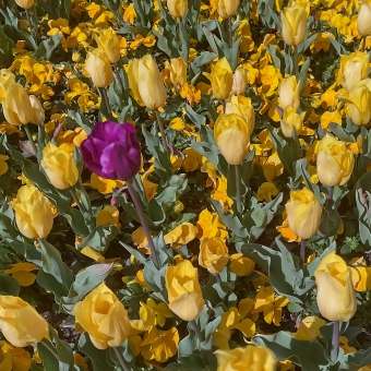 Floriade Stand-Out Magenta, Commonwealth Park, with one magenta tulip in a flower bed full of yellow tulips