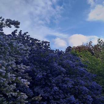 Violet Shrubbery, Gungahlin Lakes Golf Course, Ngunnawal, with three shrubs in front of slightly cloudy sky and two shrubs covered in violet-coloured flowers