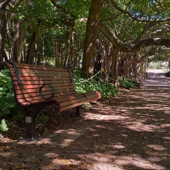 Shaded Bench, City Botanic Gardens, Brisbane City, with a wooden park bench on a path leading into the right-hand distance, with green ground-crawlers and trees behind the bench