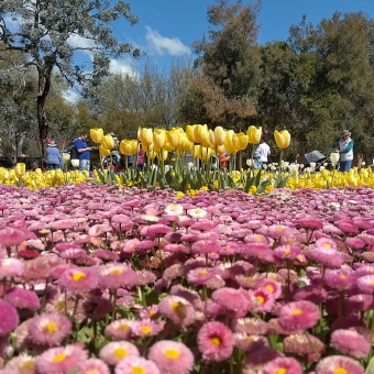 Floriade Tall And Bright, Commonwealth Park, with yellow tulips in the centre frame seeming to stand as tall as people surrounded by pink daisies