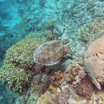 Crush The Turtle, with an underwater view of a turtle amongst coral