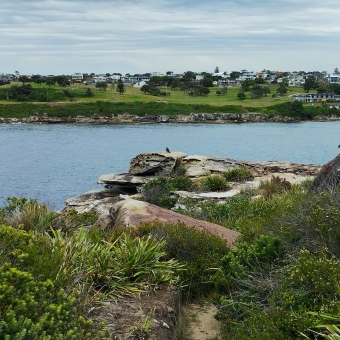 Perusing Bird, Long Bay, with a small bird atop a rock in centre frame which is surrounded by patchwork shrubbery and rocks, with blue ocean then green headland then blue sky in the background