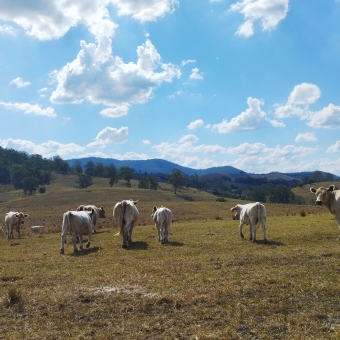 Wandering Cows, Barrington W Road, Barrington, with a dozen cows closely walking away over rolling green pastures beneath a blue sky